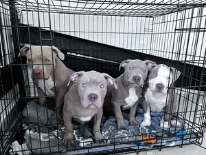 American Bully puppies High Quality for Sale