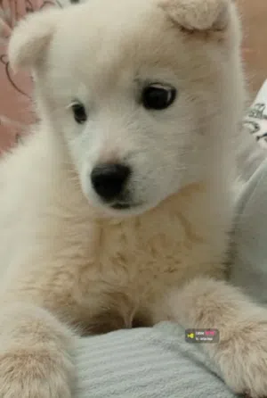 كلبة سامويد انثى عمر شهرين