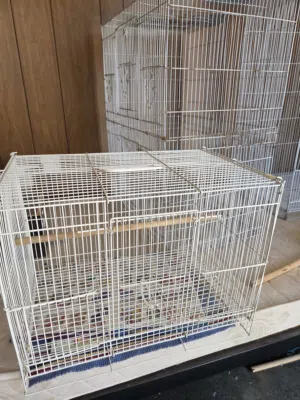 pets birds budgies for adoption