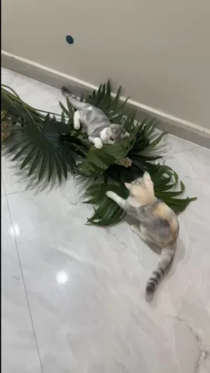 قطط للتبني