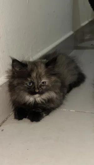 Cat two month