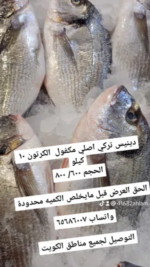 اسماك فريش ممتازة