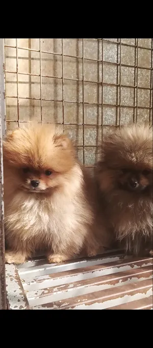 Super  ( Pomeranian )