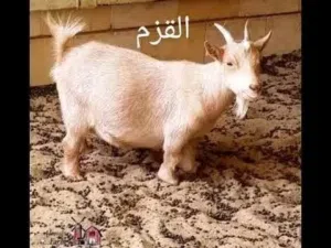 مطلوب فلبيني
