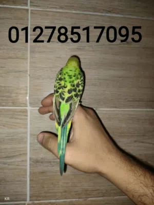 عصافير استرالي