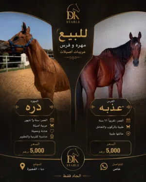 فرس و مهره