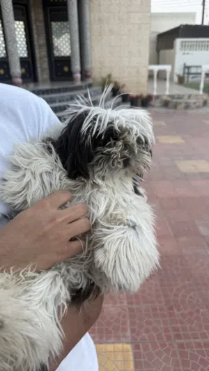 مطلوب كلب للتبني