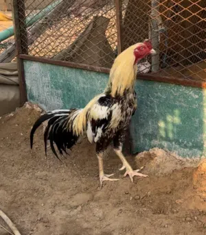 للبيع ديك باكستاني
