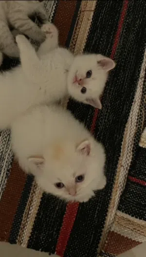 Siamese flame point