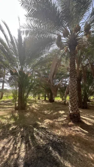 للبيع نخل في جعلان بوحسن مريبي