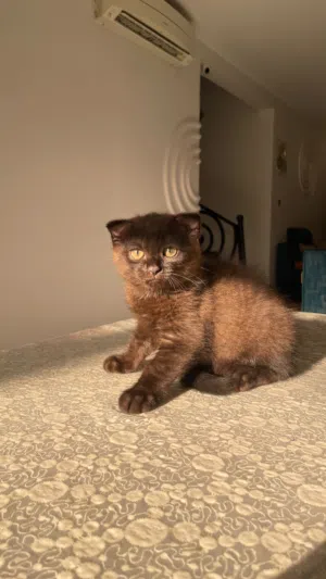 قط سكوتش فولد سينامون للبيع Cinnamon Scottish Fold Kitten for Sale