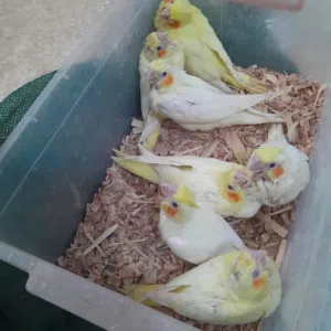 كوكتيل لاتينو