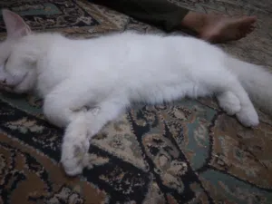 قطة لبيع انثى شيرازية العمر سنة