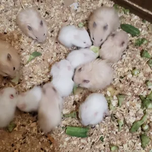 Hamsters2