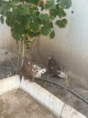 زوج نكرو جامبو ثنينهن فحلة