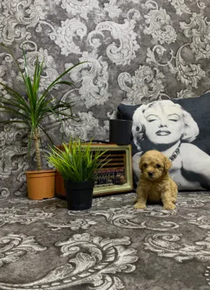 High quality teacup and Toy Poodle puppies