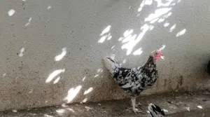 للبيع دجاج عمانيات 6