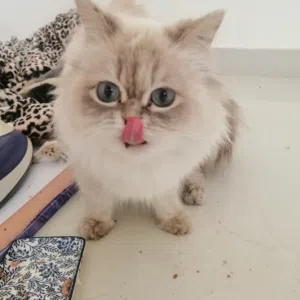 جوري عمان التل
