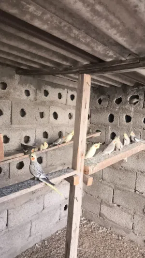 اقرا الزصف بسم الله مشاءالله كوكتيل للبيع