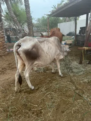 بقره تهجين جيرسي عشار تبارك الرحمن