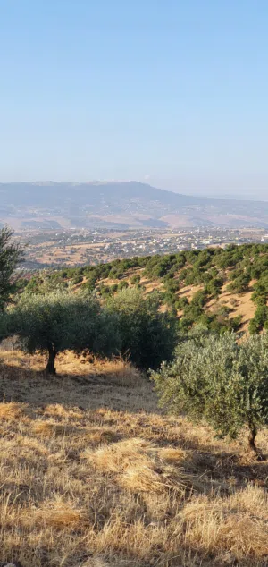 مزرعة غير مقام عليها بناء مزروعة زيتون مطله على جبال جرش و مرتفعه و مطله على الصبيحي .