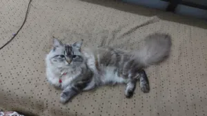persian cat 30 BD