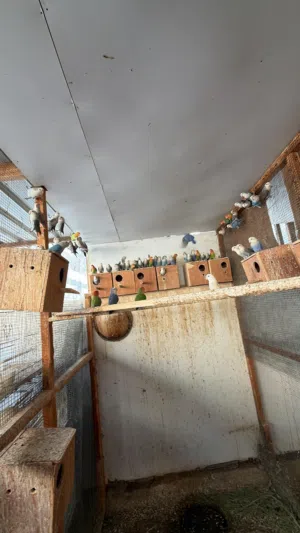 طيور لوف بيرد انتاجي، نظيفين ومنتجين