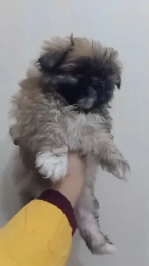 Shih Tzu puppy, 55 days old