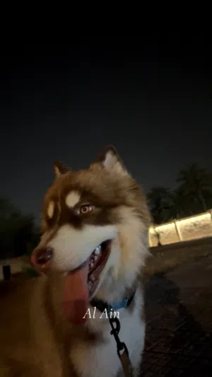 هاسكي سيبيري - Siberian Husky