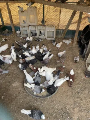 حمام للبيع بسعر ممتاز موجود الكبير و الفروخ و الآم و معها فروخ