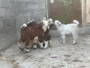 6 جدايا و3 صخلات حلال طيب للتربيه