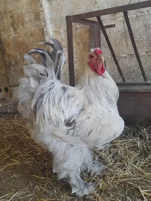 Chickens0