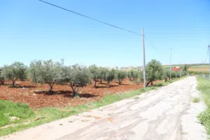 Farm Land for Sale in Madaba Al-Fayha'