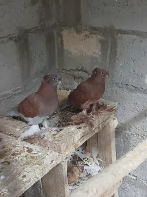 متاح زوج حمام دمكش مخاليف  للبيع مكفولات من كلشي