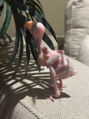 فروخ درة هندي لهواة الغر والهدد