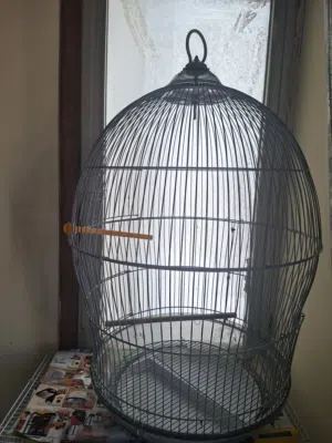 love bird with 2 chick