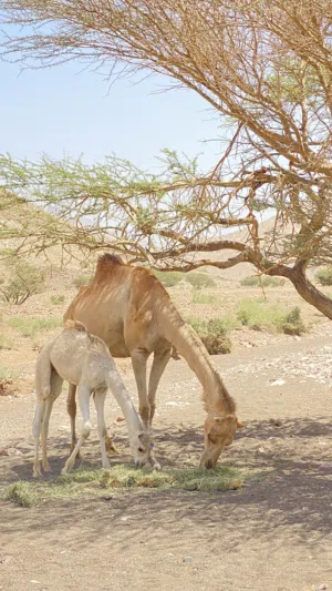 عزوف للبيع