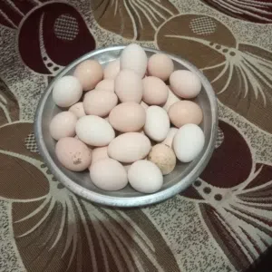 بيض دجاج عرب خليط ابو رگبه وعرب