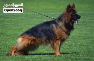 احتاج كلب للتبني