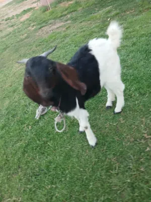 جدي و ماعز للبيع