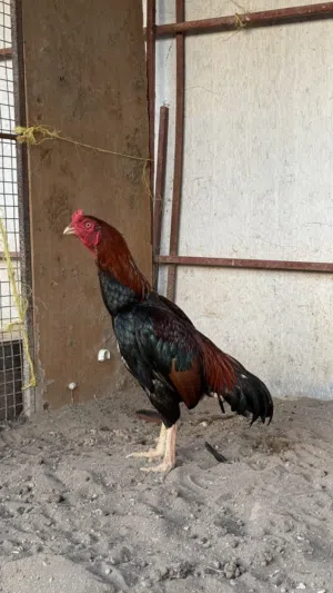 ديك باكستاني