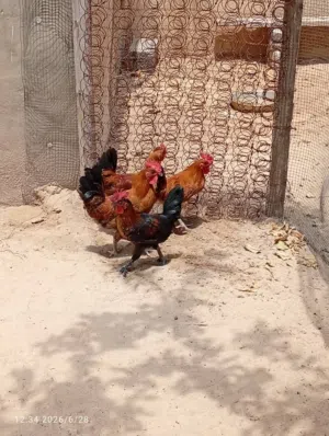 بسم الله ما شاء الله اربع ديوك عربيه بسم الله ما شاء الله