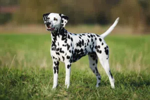 مطلوب أنثى دالماسي للتزاوج مطلوب أنثى من فصيلة Dalmatian (دالماسي)، بصحة ممتازة، ومكتملة التطعيمات،