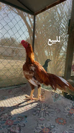 دجاج باكستاني