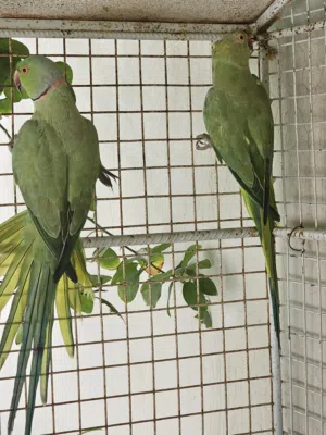 زوج ببغاء دره اخضر للبيع