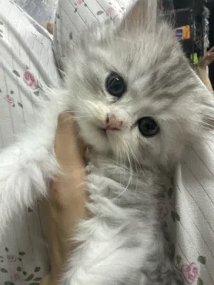 قط من نوع شيرازي