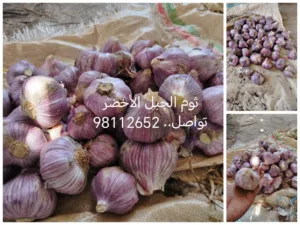 ثوم عماني انتاج الجبل الأخضر