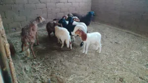حوالا وحواليات