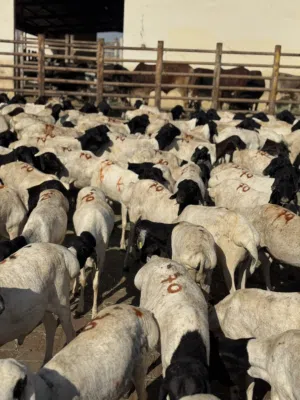 دفعة جديدة من خرفان بالجملة في شهر رمضان