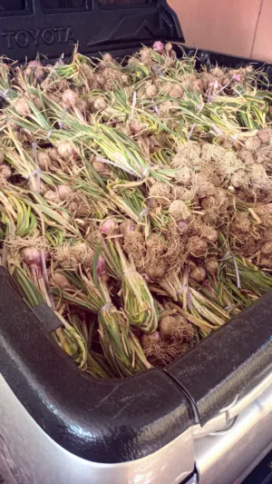 ثوم عماني جبلي درجه اولى